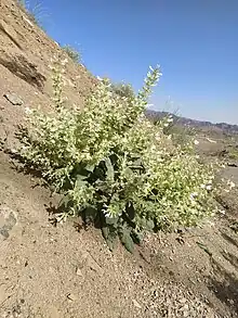 Salvia Tingitana in Deserts of Isafahan