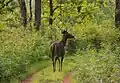 Sambar stag, BRT WLS Chamarajanagar