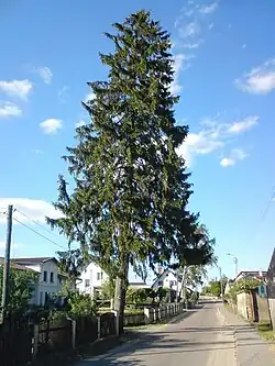 Spruce in the center of Samin, Kuyavian-Pomeranian Voivodeship