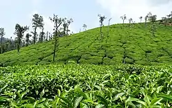 Tea plantation near Samse