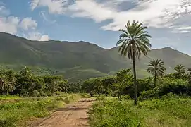 Cerro el Copey National Park