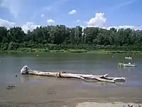 Sandbank of the Tisza river near Csongrád