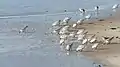 Sanderlings feeding in Quogue, New York