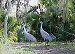 two tall cranes stand in the middle of a path under oak trees in front of palmettos