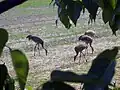 Sandhill cranes at Creamers Field