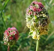 Salad burnet