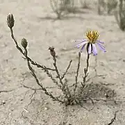 S. gypsophila plant