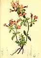 Illustration from Atlas der Alpenflora