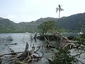 Underwater trees Sapzurro, Colombia