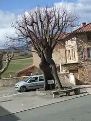 Old tilia at the center of Sarcey