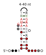 A consensus secondary structure and primary sequence for the 5` Sarcin-Ricin (or bulged-G) RNA motif.