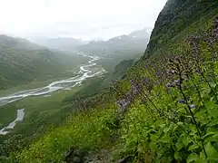 Alpine flowers in Sarek National Park