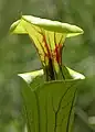 Pitcher mouth with operculum