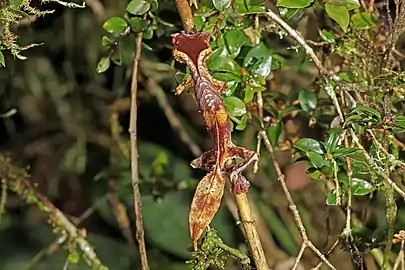 At Ranomafana National Park