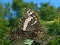 On Arctium tomentosum