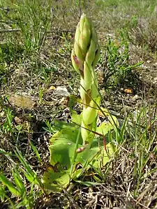 Habit in bud