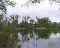 Nature Reserve Binsenbrink im Teterower See