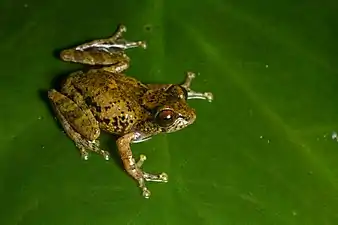 Dorsal view