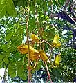 Sausage tree inflorescence