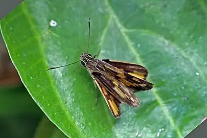 P. i. incerta, Uganda