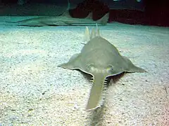 Sawfish have an electro-sensitive rostrum (saw) which is also used to slash at prey