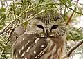 Northern Sawhet Owl