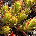 Close-up of rosette leaves