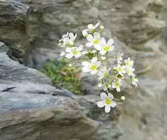 "flowers on a rock face"