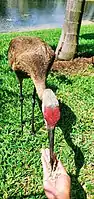 A human feeding a sandhill crane