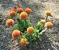 Scadoxus puniceus growing in the shade of the trees