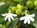 Fruit & Flowers