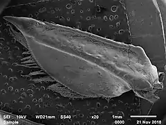 Antennal scale of Austropotamobius bihariensis