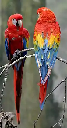 Wing clipped scarlet macaws (Ara macao)