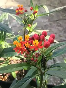 Scarlet milkweed with a Monarch caterpillar and large milkweed bugs