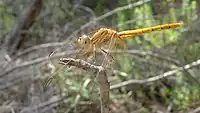 Immature male before turning red