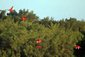 Scarlet ibis (Eudocimus ruber) flying in to roost