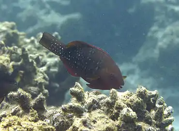 Female Scarus falcipinnis