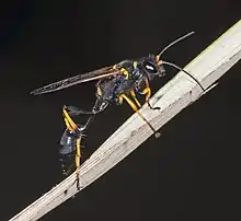 Black and yellow mud dauber (Sceliphron caementarium)