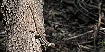 Rose-bellied lizard (Sceloporus variabilis marmoratus), Hidalgo County, Texas, USA (14 April 2016).