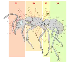 10 = Formicidae scutellum