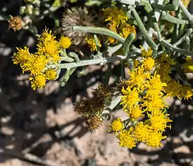 Flower heads