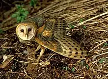 Standing on the ground, an owl stares at the camera, wings spread.