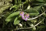 Schoenorchis fragrans (C.S.P.Parish & Rchb.f.) Seidenf. & Smitinand, a member of Schoenorchis sect. Pumila Aver.