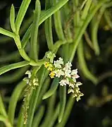 Schoenorchis micrantha Reinw. ex Blume, a member of Schoenorchis sect. Schoenorchis