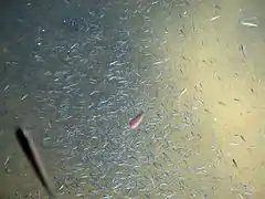 Fish swimming through a hydrothermal plume