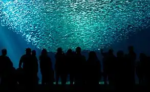 Visitors watch a school of thousands of Pacific sardines form a tornado in an exhibit at Monterey Bay Aquarium