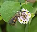 D. trifasciata trifasciata male in Cuba.