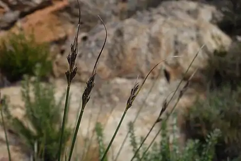 Flowering heads