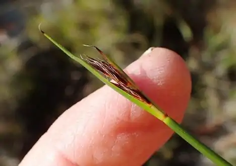 Close-up of flowering head of S. crassiculmis