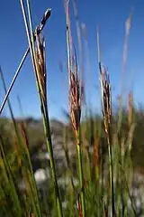 Flowering heads